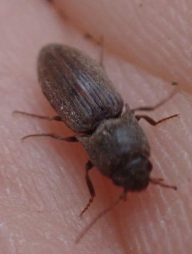 Agriotes sputator